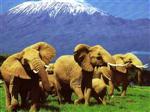 elephants 